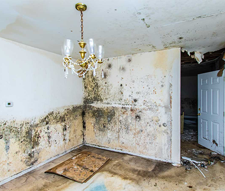 Real Power Water Damage Restoration and Mold Clean Up projects-3